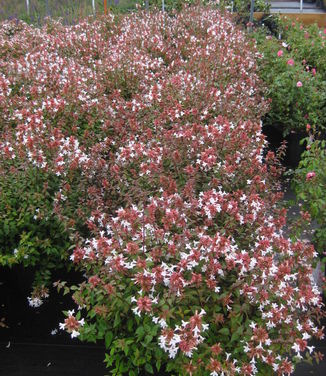 Abelia x zanderi Little Richard