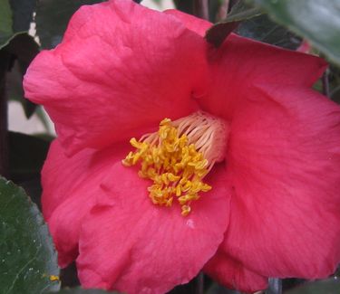 Camellia x Spring's Promise