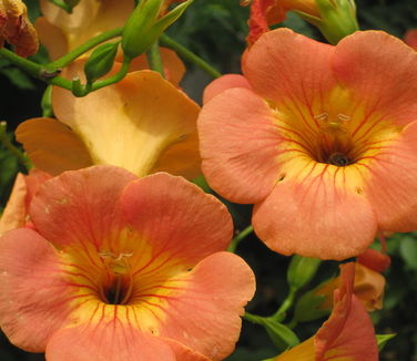 Campsis grandiflora 'Morning Calm' - Chinese Trumpetcreeper