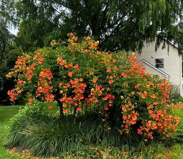 Campsis grandiflora 'Morning Calm'