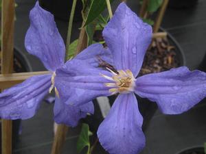 Clematis durandii - Durandii Clematis