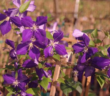 Clematis Jackmanii Superba