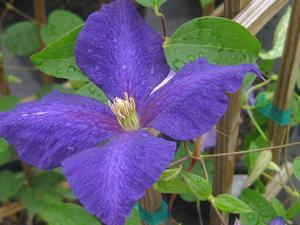 Clematis Jackmanii Superba