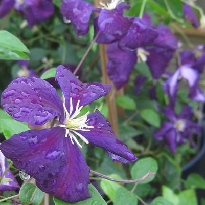 Clematis viticella Etoile Violette