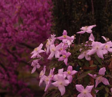 Clematis montana var. rubens