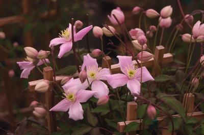 Clematis montana var. rubens - Pink Anemone Clematis 