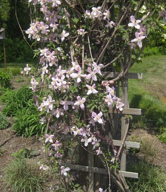 Clematis montana var. rubens