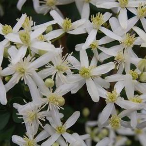 Clematis terniflora (paniculata) 