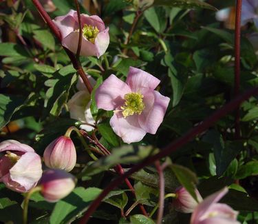 Clematis montana var. rubens - Pink Anemone Clematis 