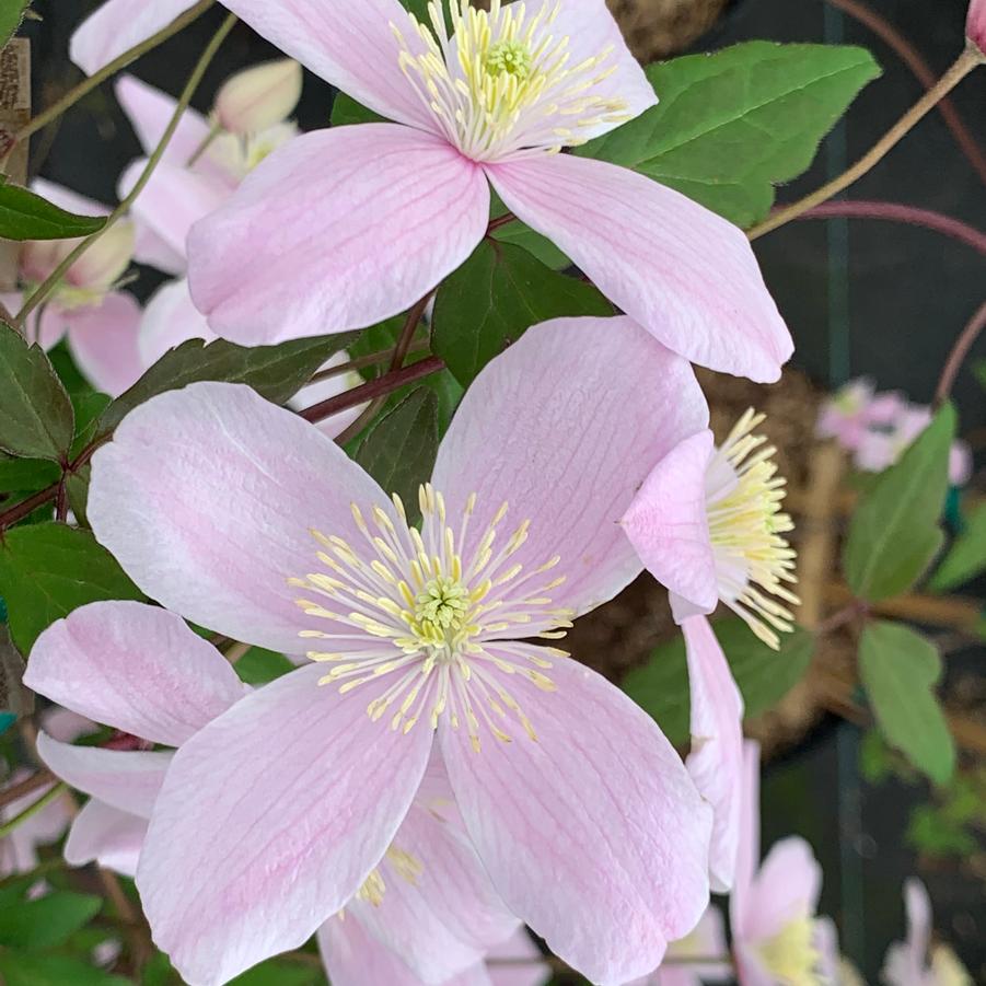 Clematis montana var. rubens - Pink Anemone Clematis 