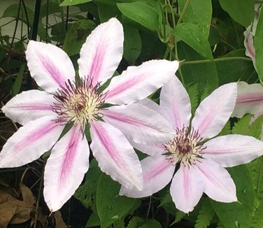 Clematis Nelly Moser