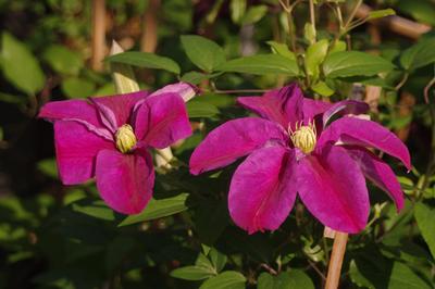 Clematis Niobe 