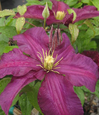 Clematis 'Niobe' 