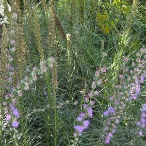 Liatris spicata 