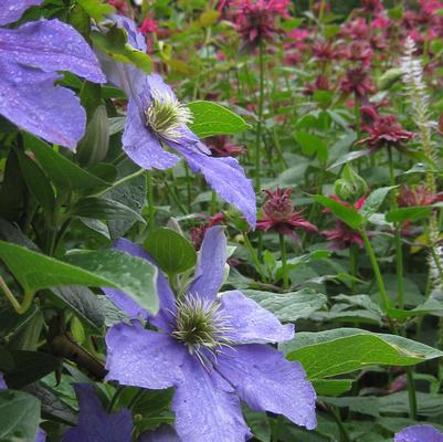 Clematis General Sikorski