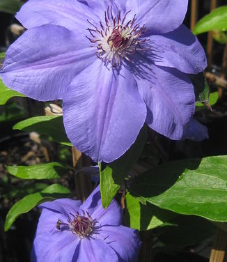 Clematis 'Ramona'