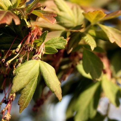 Arbor Day