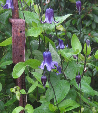 Clematis Rooguchi 