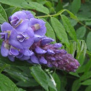 Wisteria frutescens Amethyst Falls