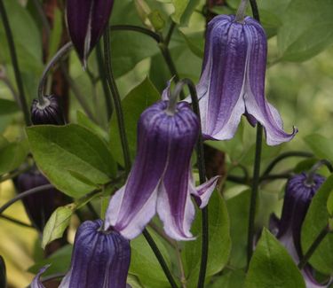 Clematis 'Rooguchi'