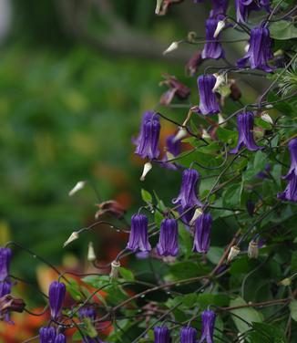 Clematis Rooguchi