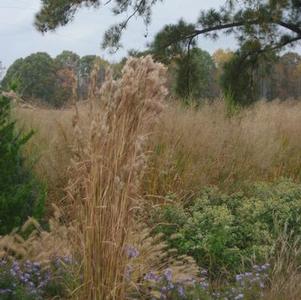 Andropogon glomeratus 