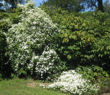 Clematis terniflora (paniculata) - Sweet Autumn Clematis 