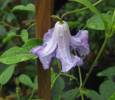 Clematis viticella 'Betty Corning' - Italian Clematis