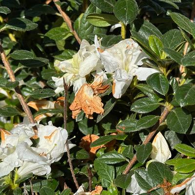 Rhododendron Encore Autumn Lily