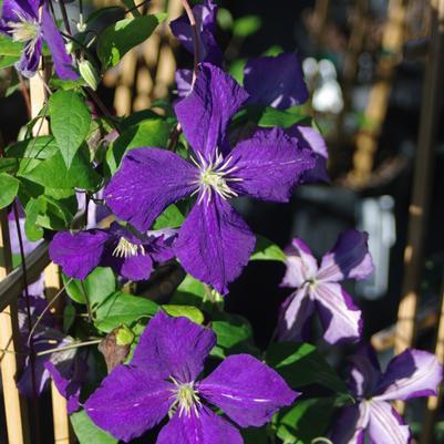 Clematis Jackmanii Superba