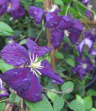 Clematis viticella 'Etoile Violette' - Italian Clematis