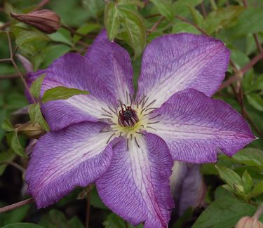 Clematis viticella 'Venosa Violacea' - Italian Clematis