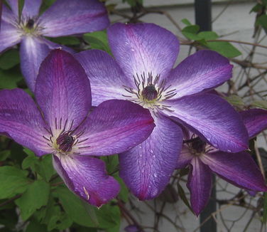 Clematis viticella Venosa Violacea