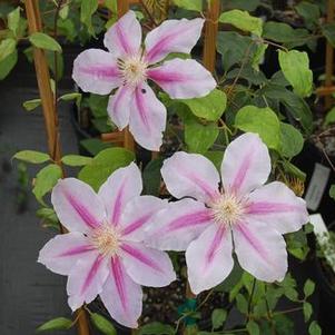 Clematis Nelly Moser