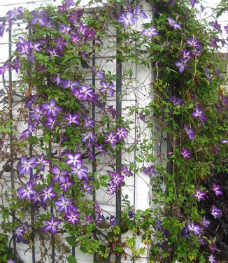 Clematis viticella Venosa Violacea