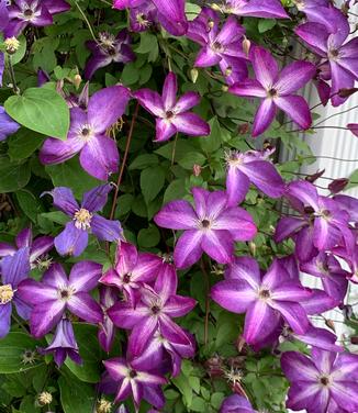 Clematis viticella Venosa Violacea