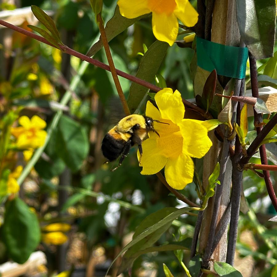 Gelsemium sempervirens 'Margarita' - Carolina Jessamine