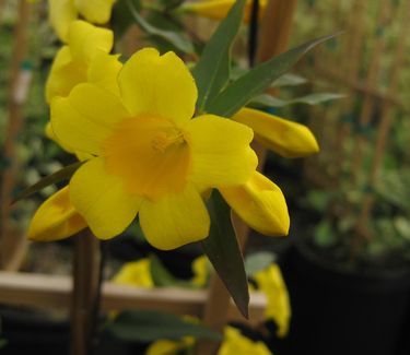 Gelsemium sempervirens 'Margarita' - Carolina Jessamine