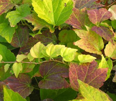 Parthenocissus tricuspidata Fenway Park (fall color)