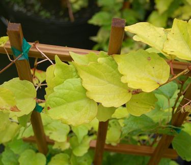 Parthenocissus tricuspidata 'Fenway Park' 