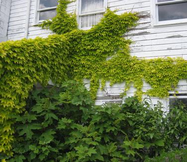 Parthenocissus tric. Fenway Park (on our office)