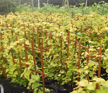 Parthenocissus tricuspidata 'Fenway Park' 