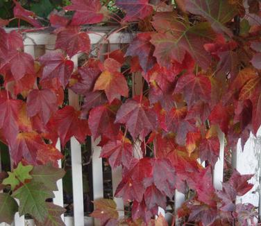 Parthenocissus tricuspidata 'Fenway Park' - Boston Ivy (Fall color)