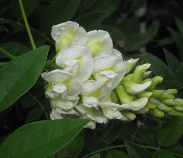 Wisteria frutescens Nivea - White American Wisteria