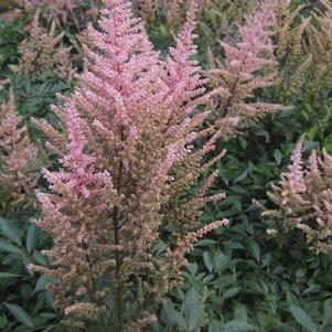 Astilbe x arendsii Erika