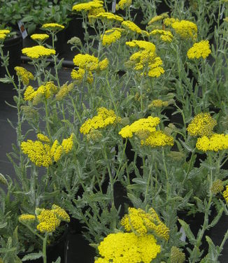 Achillea x Moonshine