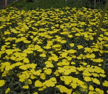 Achillea x 'Moonshine'