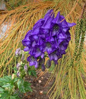 Aconitum carmichaelii Arendsii - Azure Monkshood 