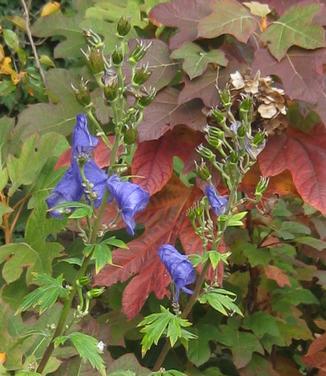 Aconitum carmichaeli 'Arendsii' 