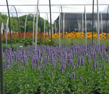 Agastache x 'Black Adder' - Anise Hyssop